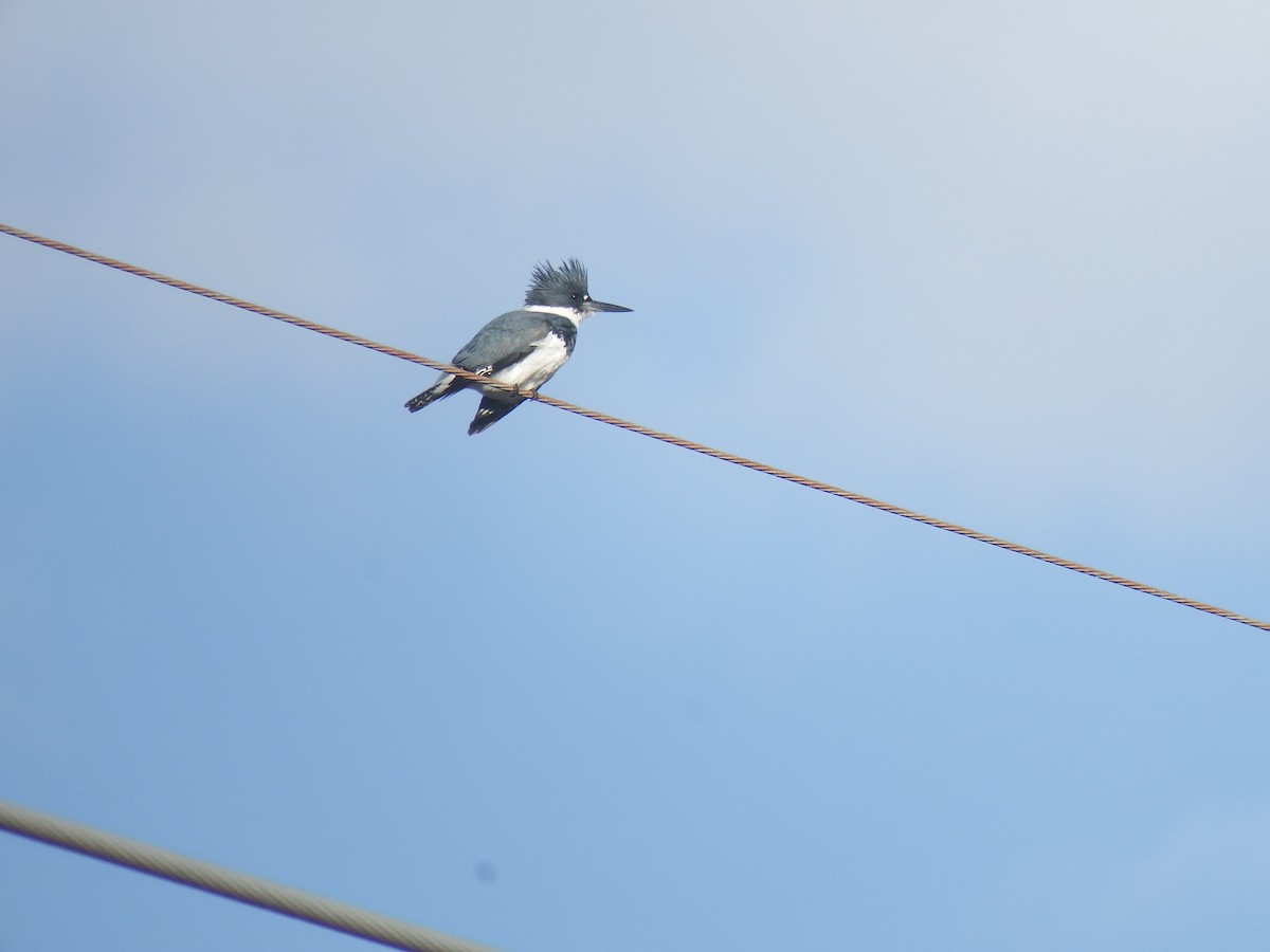 Belted Kingfisher - ML616125005