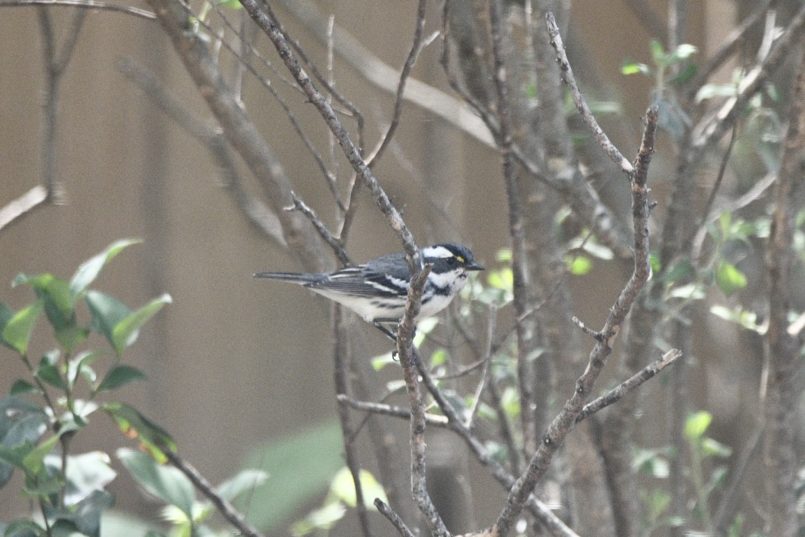 Black-throated Gray Warbler - ML616125211