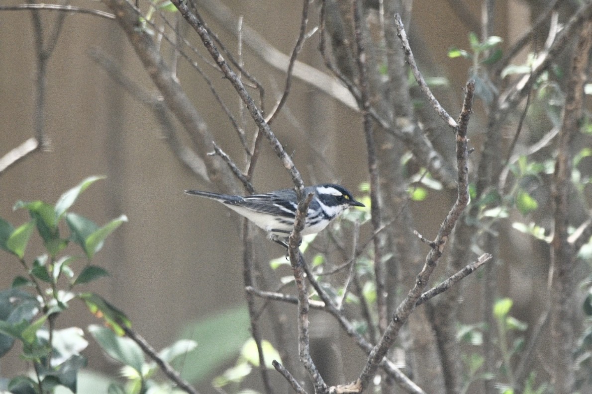 Black-throated Gray Warbler - ML616125212