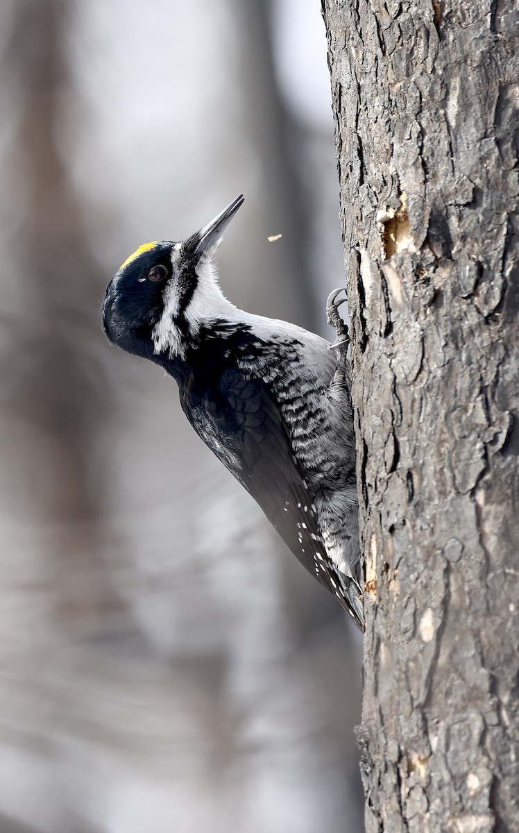 Black-backed Woodpecker - Michael Arthurs