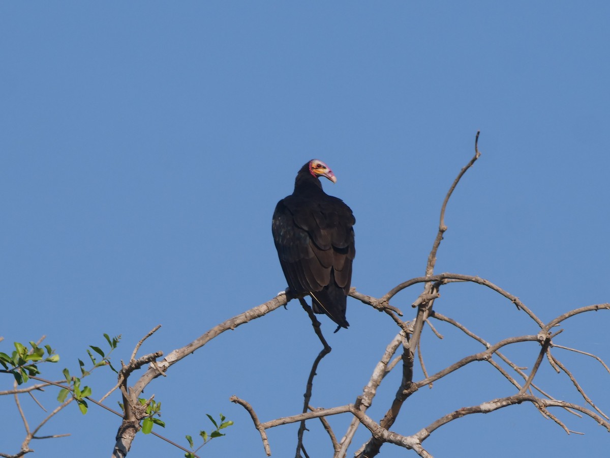 Lesser Yellow-headed Vulture - ML616125494