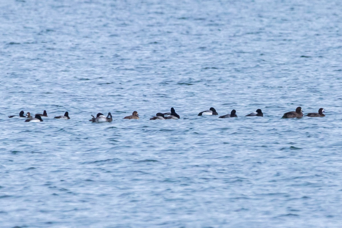 Greater Scaup - ML616125536