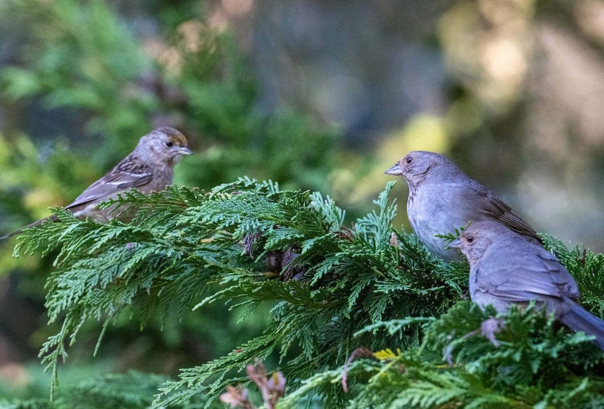 Golden-crowned Sparrow - ML616125559