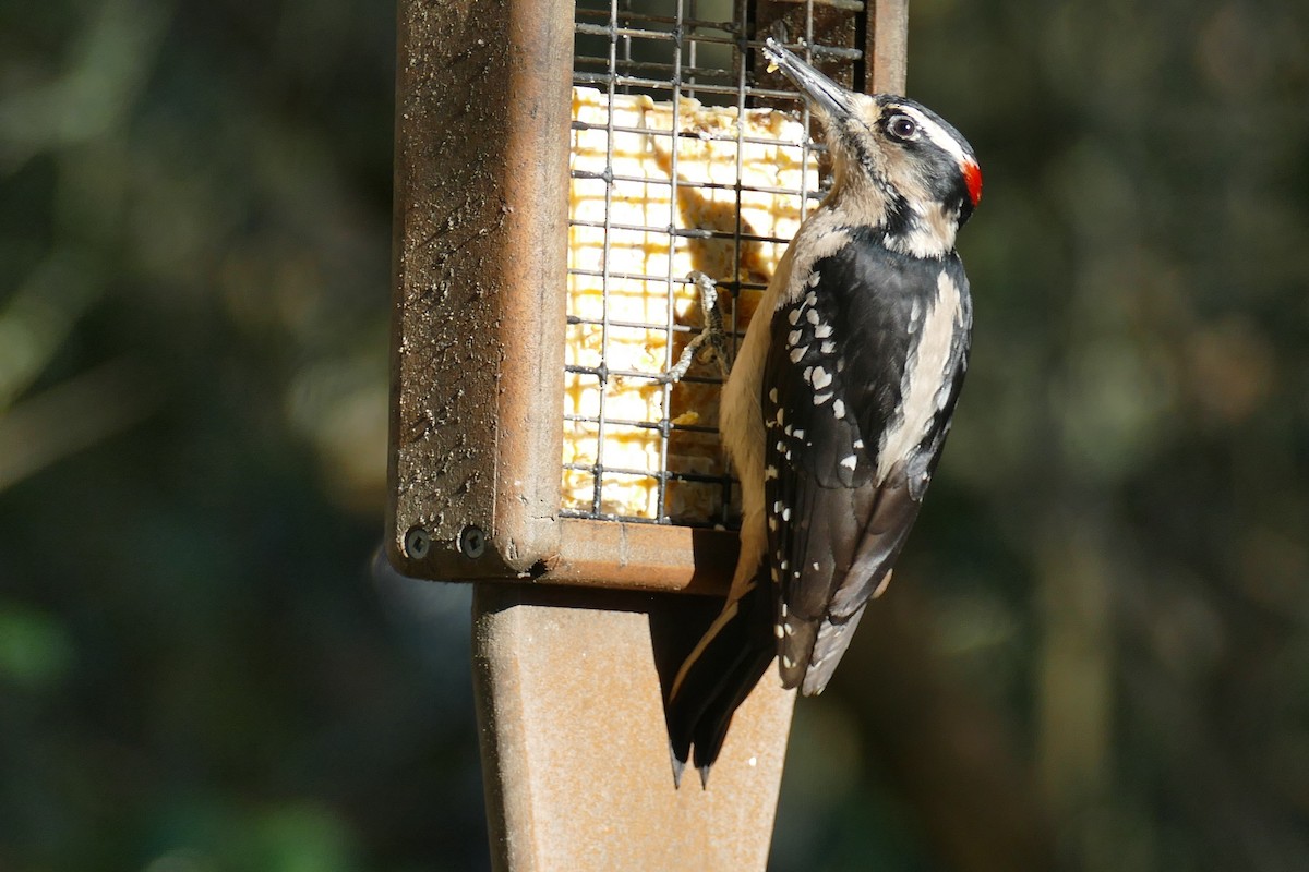 Hairy Woodpecker (Pacific) - ML616125615