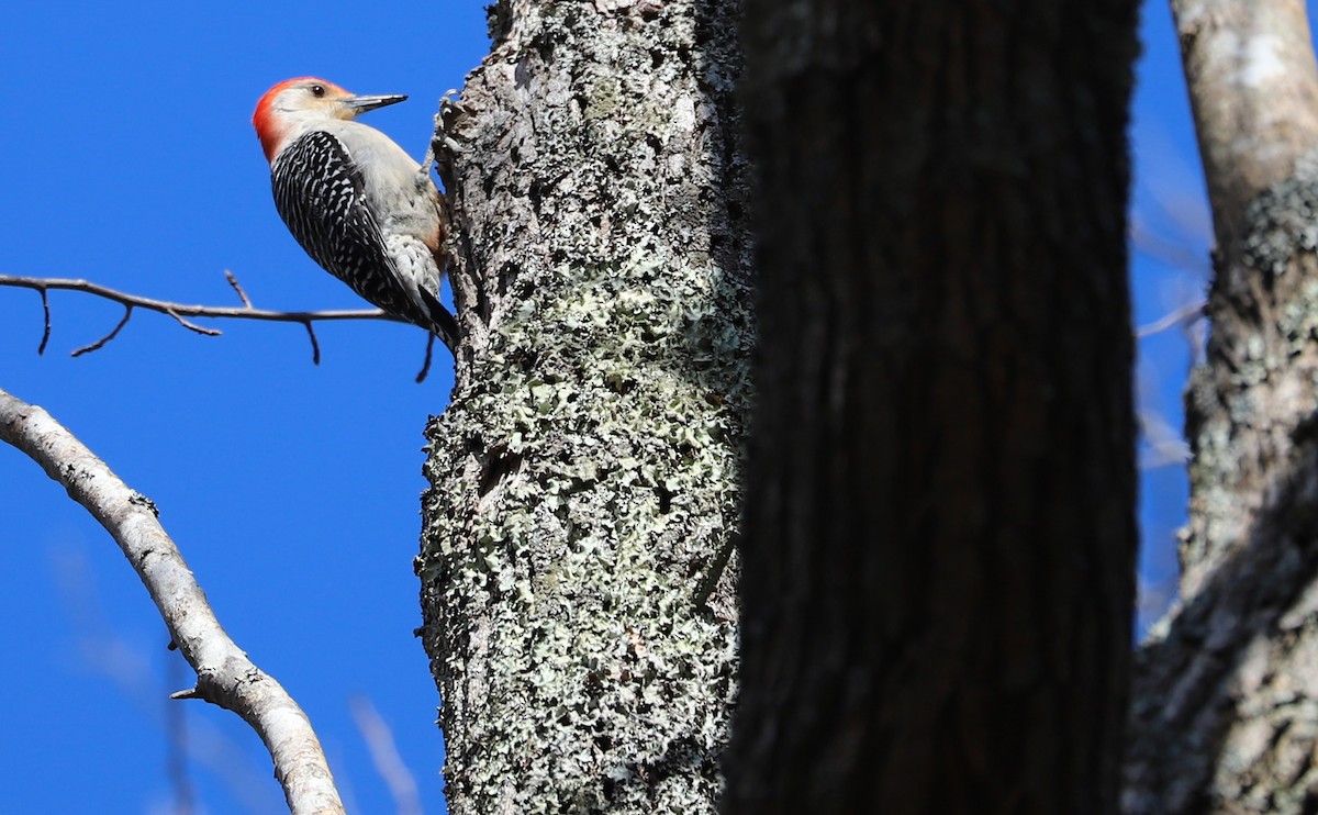Red-bellied Woodpecker - ML616125665