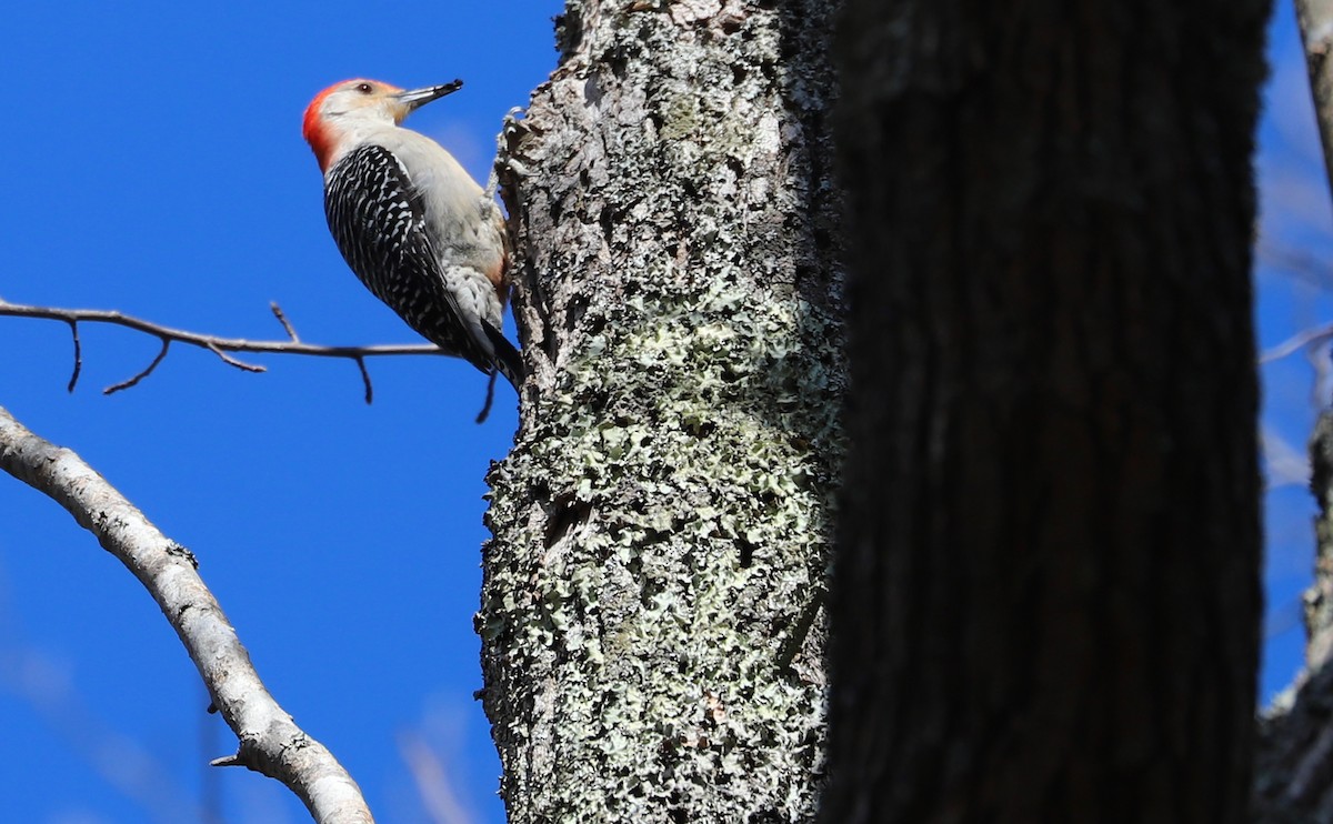 Red-bellied Woodpecker - ML616125671