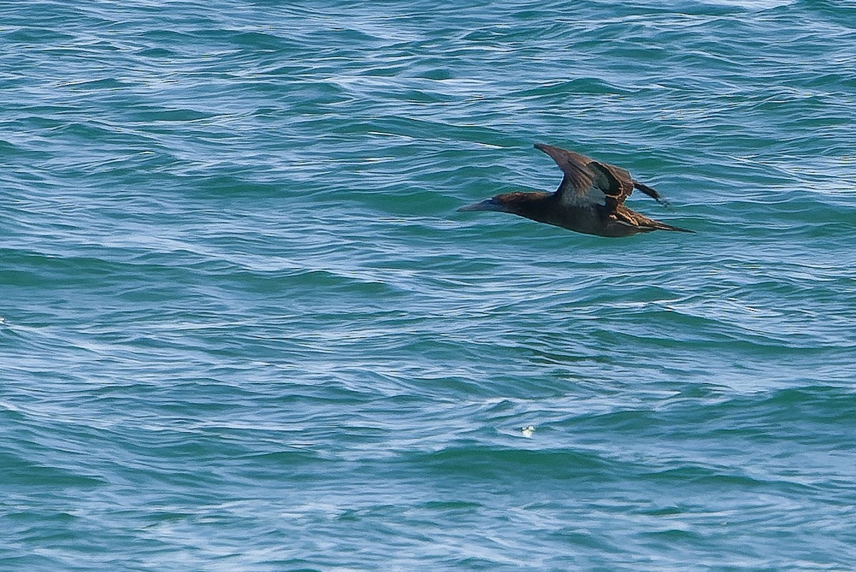 Brown Booby (Brewster's) - ML616125685