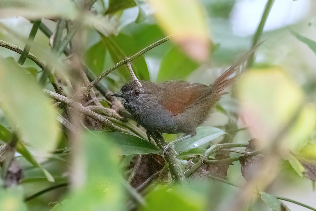 Gray-bellied Spinetail - ML616125693