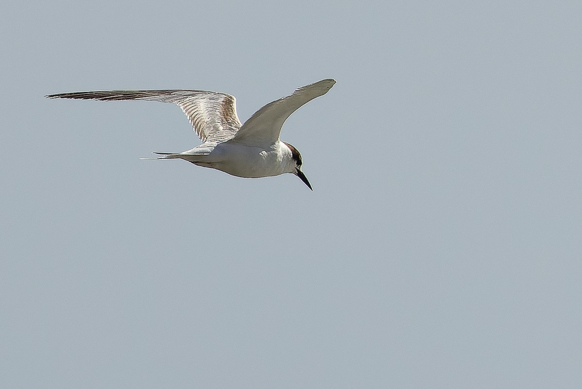 Common Tern - ML616125695