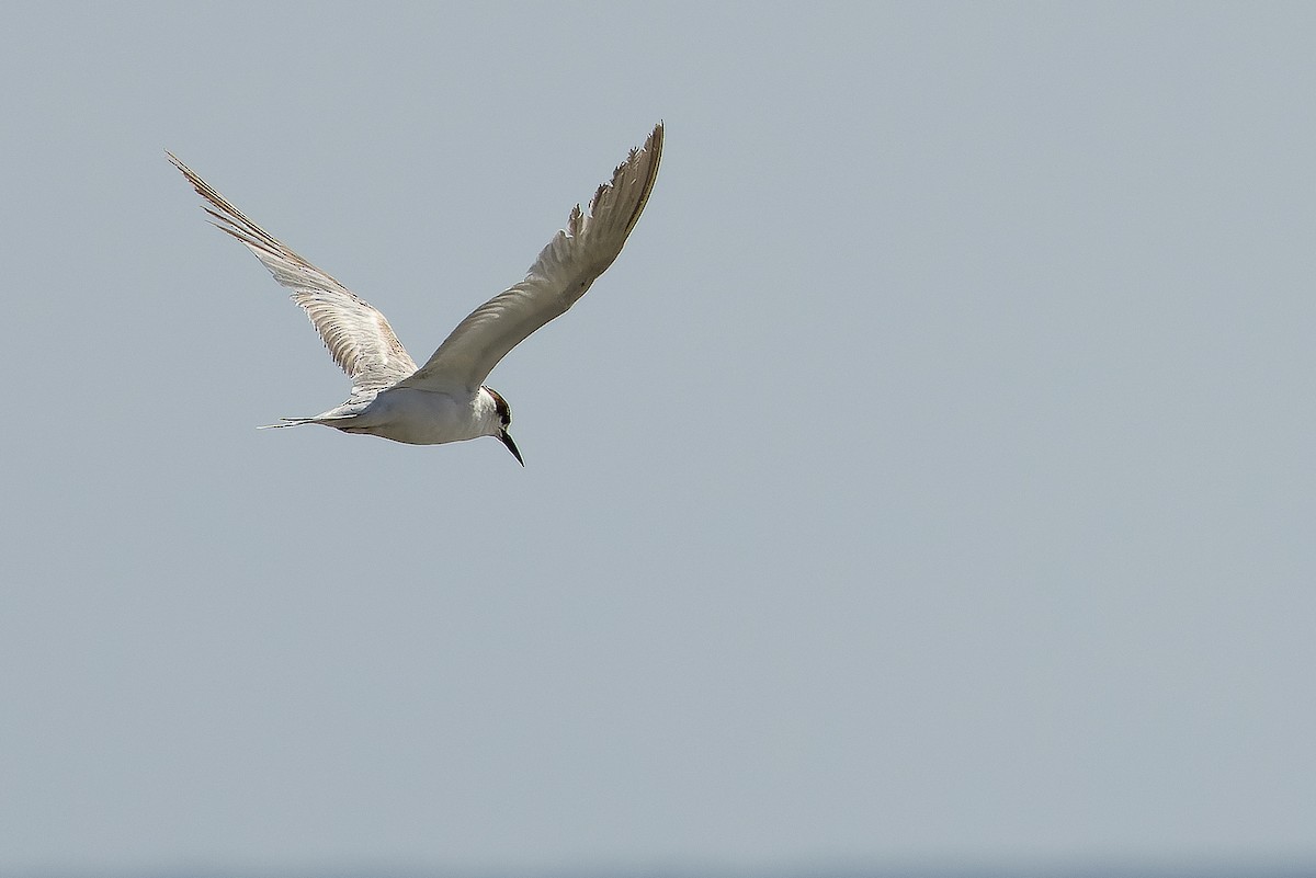 Common Tern - ML616125699
