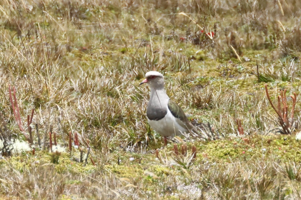 Andean Lapwing - ML616125796