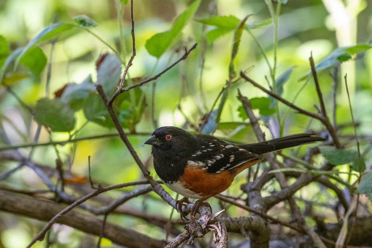 Spotted Towhee - ML616125873