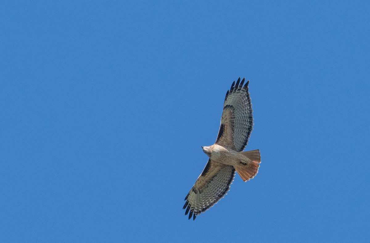 Red-tailed Hawk - ML616125911