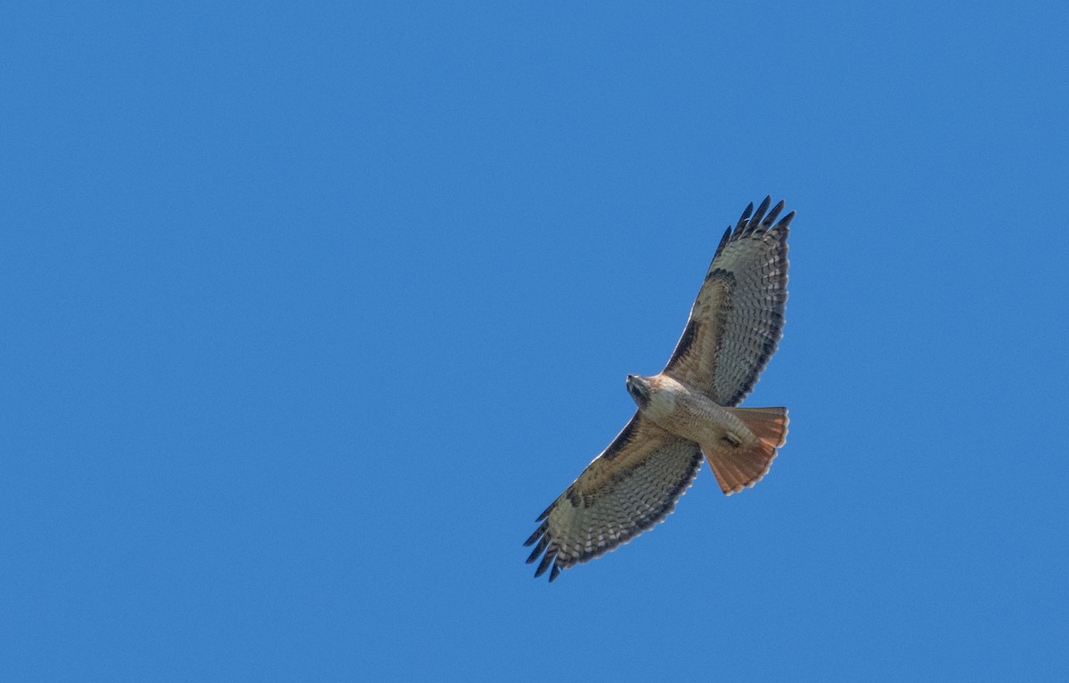 Red-tailed Hawk - ML616125912