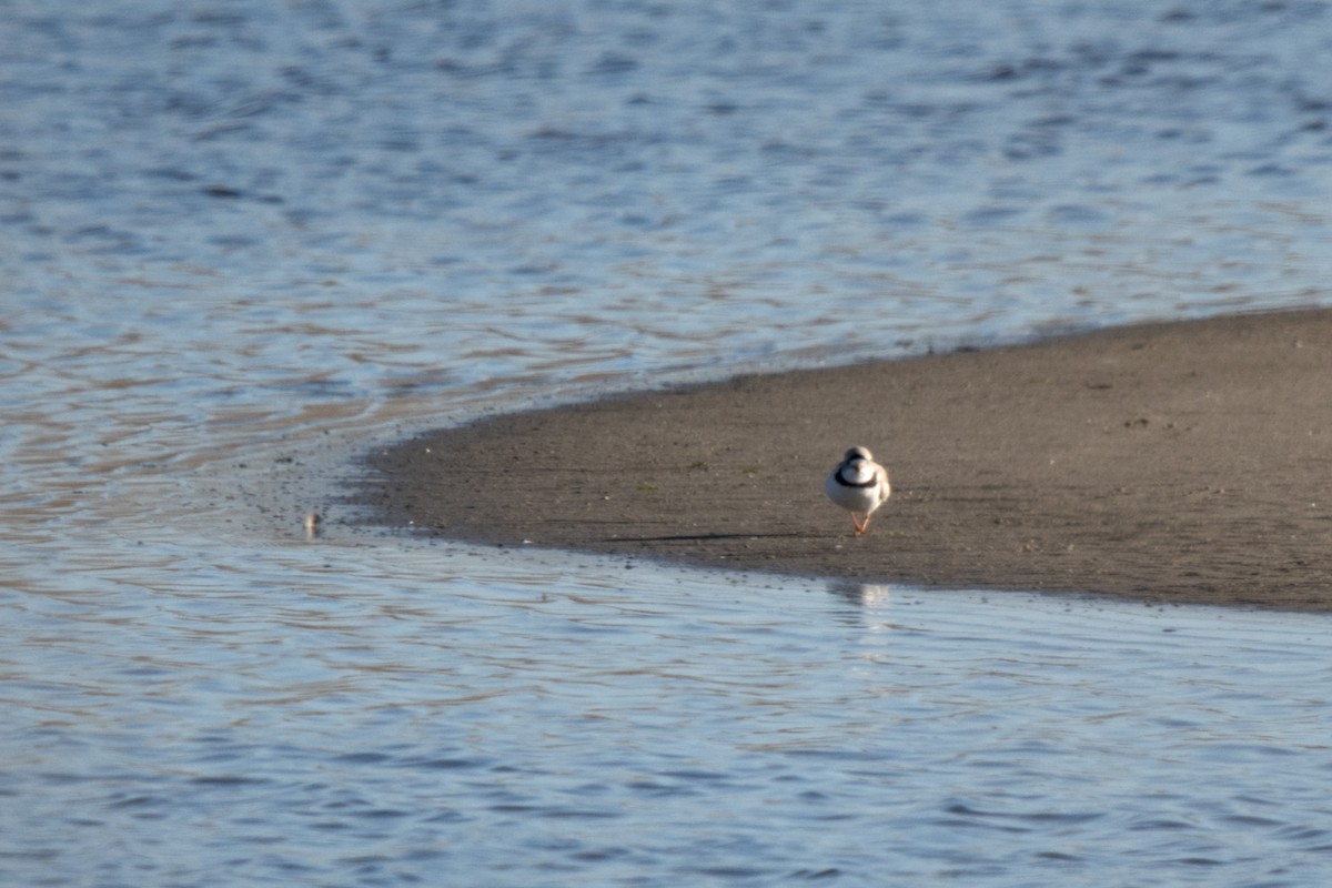 Piping Plover - James Hatfield