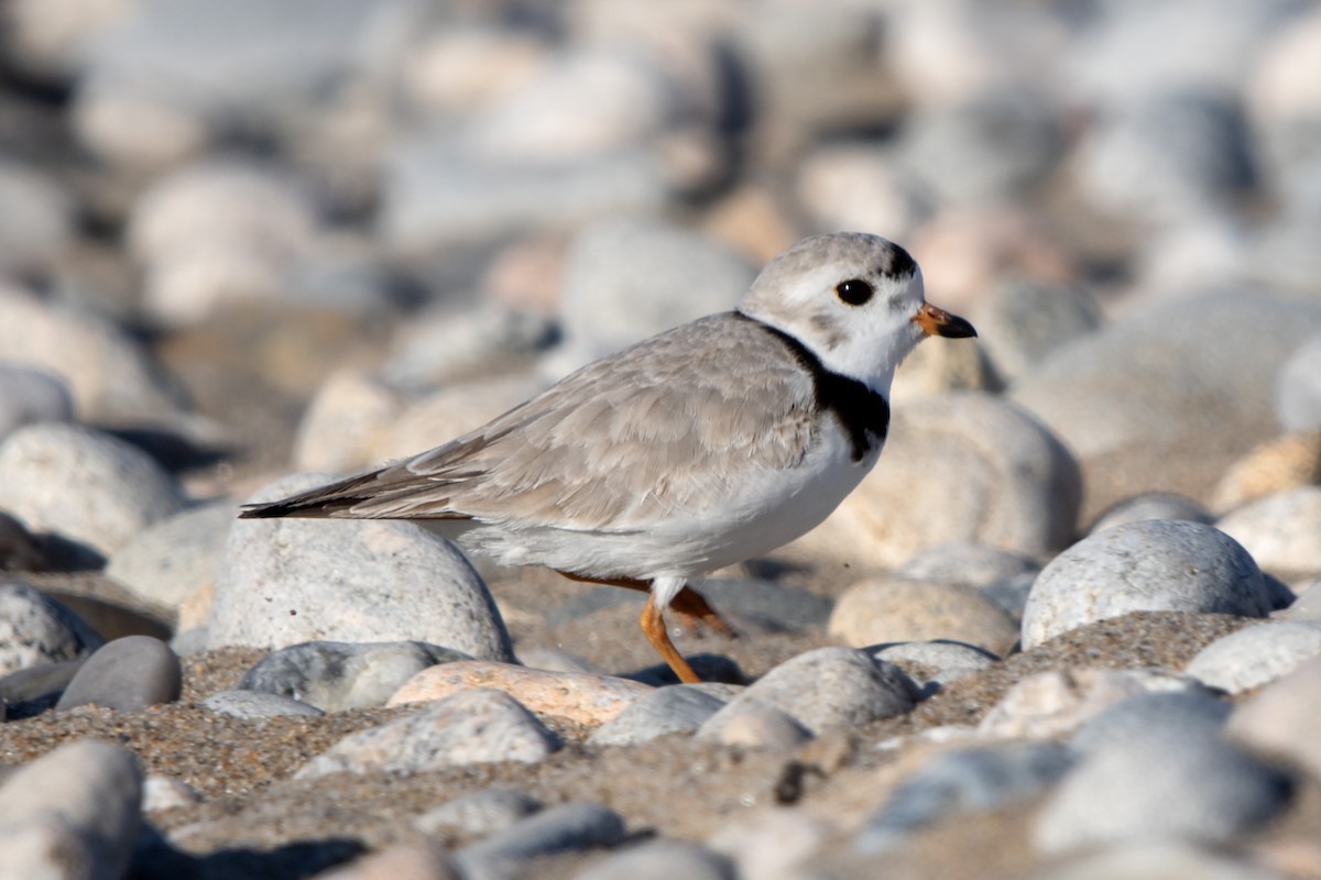 Piping Plover - James Hatfield
