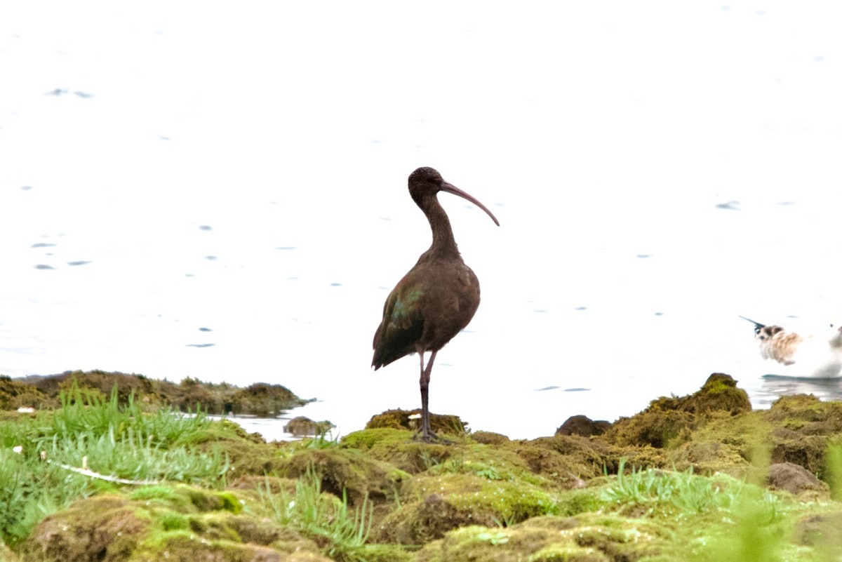 ibis americký - ML616125987