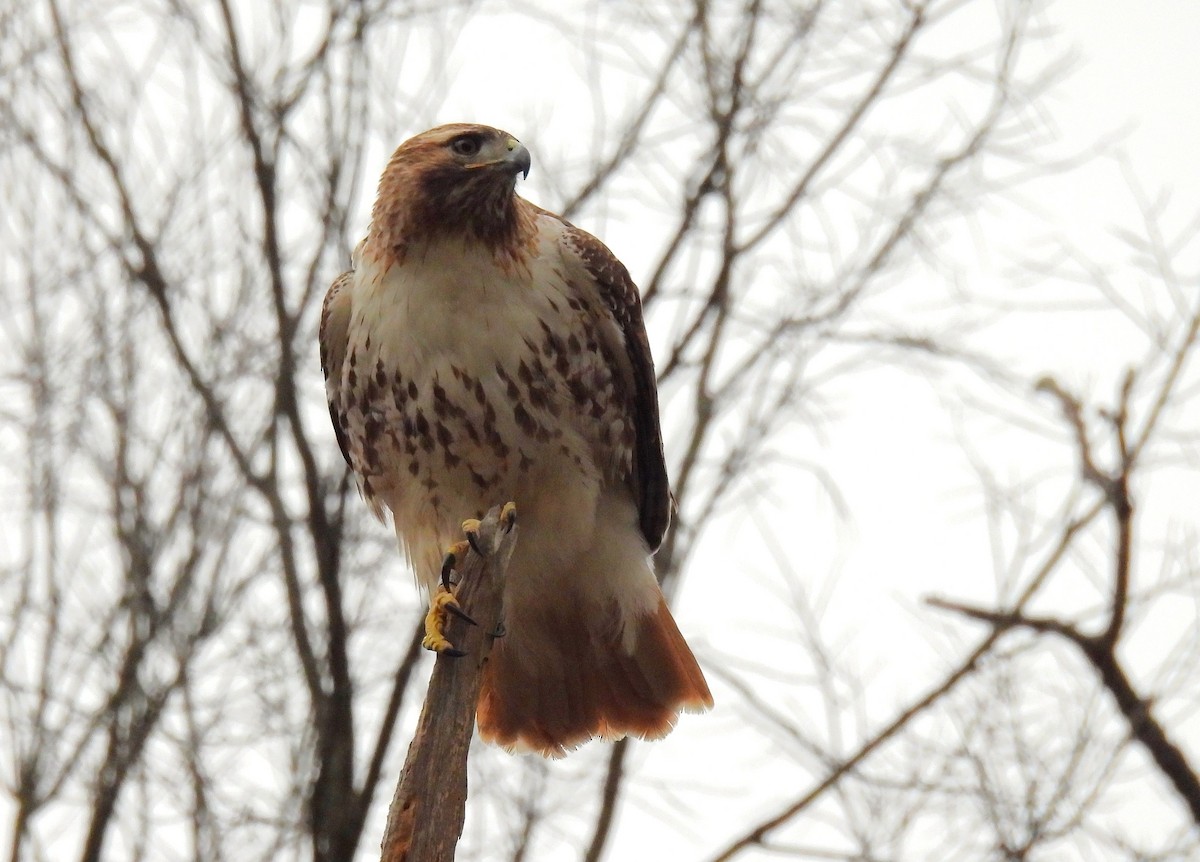 Red-tailed Hawk - ML616126026