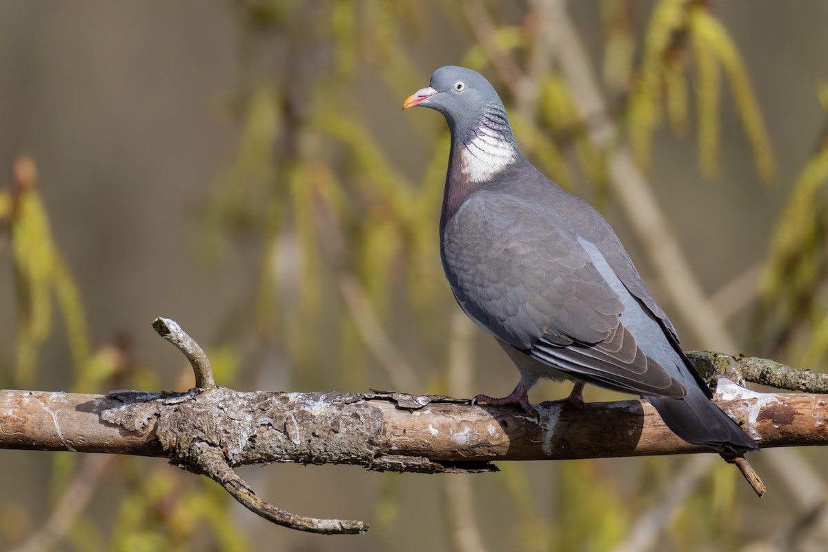 Common Wood-Pigeon (White-necked) - Alexis Lours