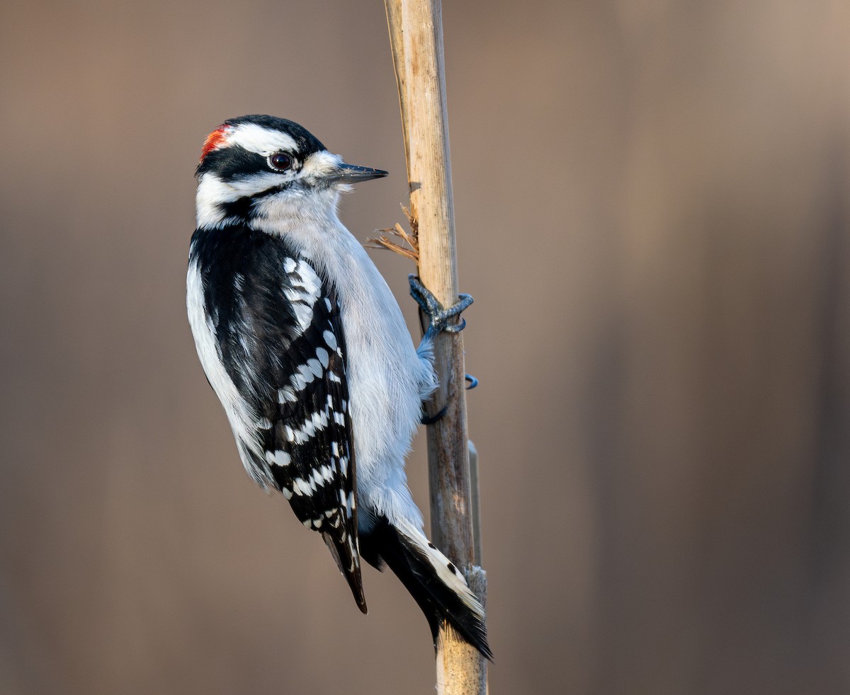Downy Woodpecker (Eastern) - Forest Botial-Jarvis