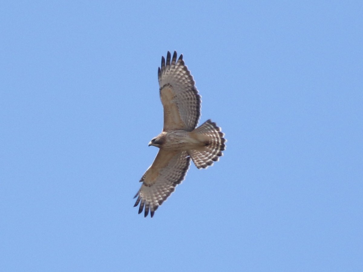 Red-shouldered x Red-tailed Hawk (hybrid) - ML616126126