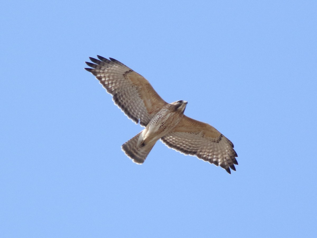 Red-shouldered x Red-tailed Hawk (hybrid) - ML616126128