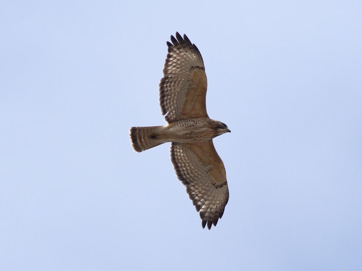 Red-shouldered x Red-tailed Hawk (hybrid) - ML616126129