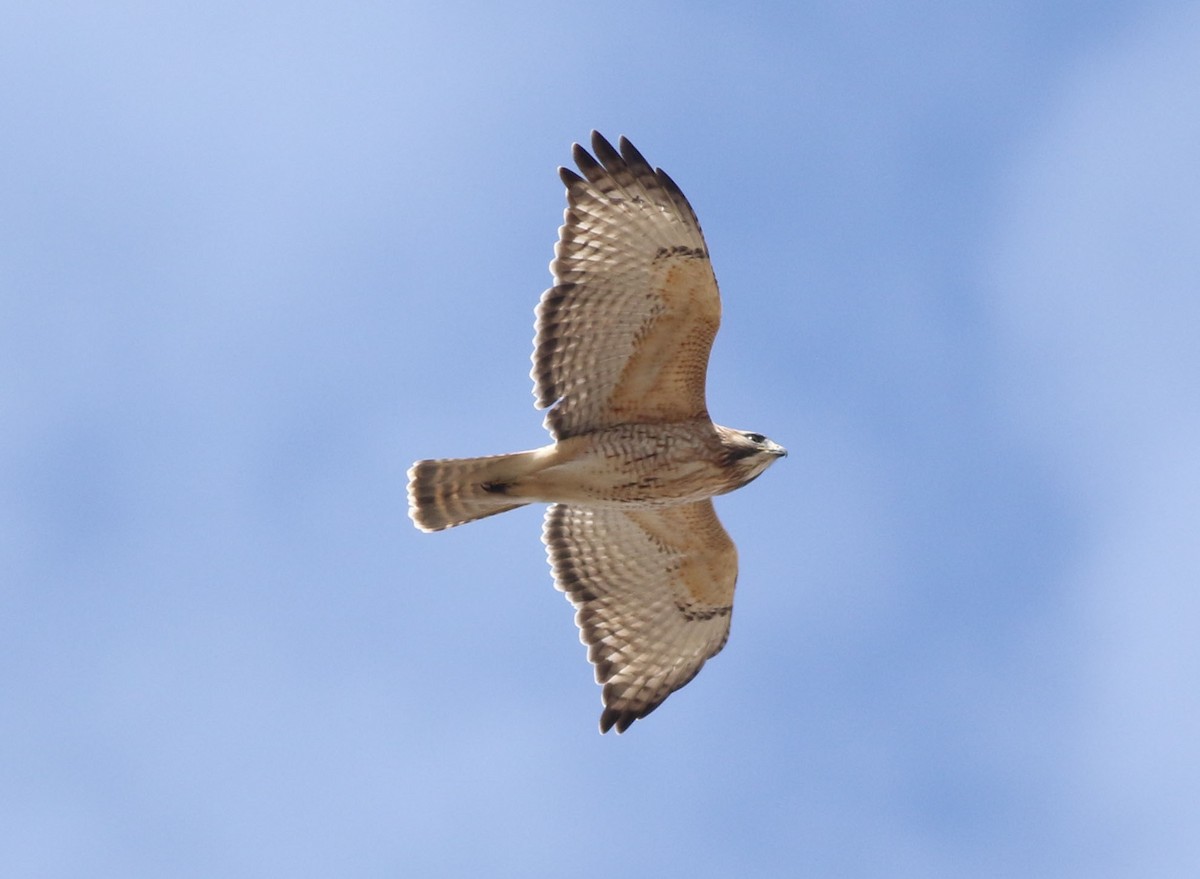 Red-shouldered x Red-tailed Hawk (hybrid) - ML616126130