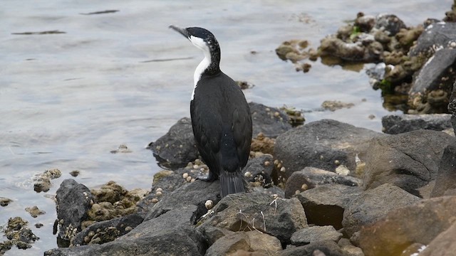 Black-faced Cormorant - ML616126208
