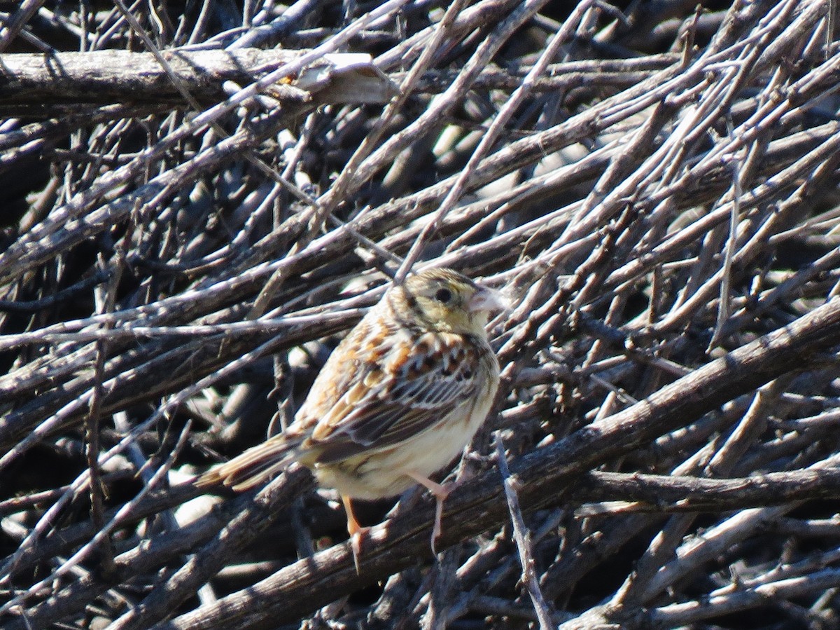 Grasshopper Sparrow - ML616126474