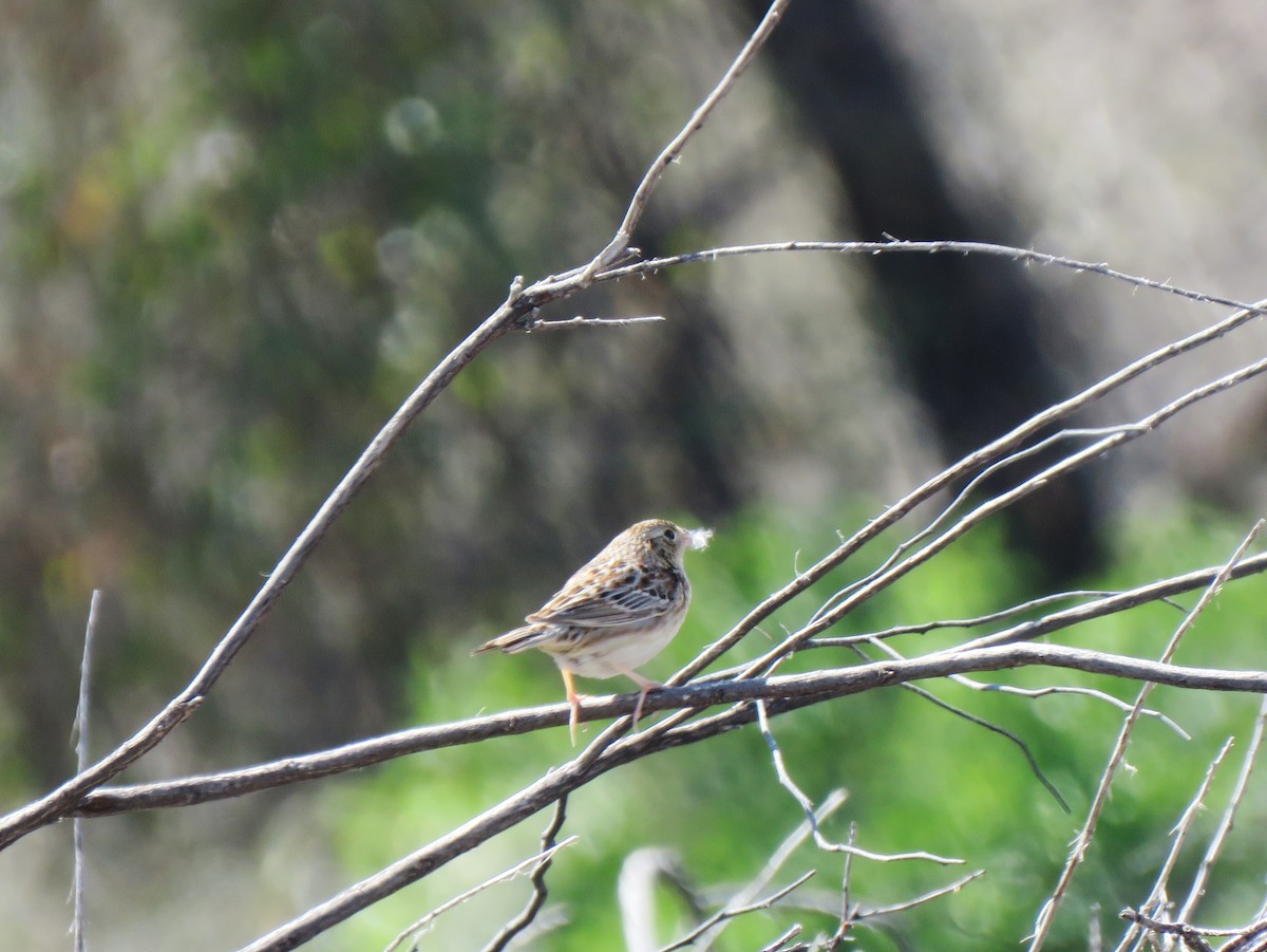 Grasshopper Sparrow - ML616126483