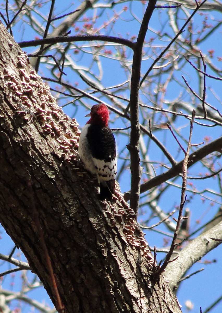 Red-headed Woodpecker - ML616126498
