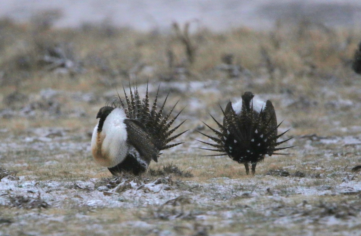 Greater Sage-Grouse - ML616126534
