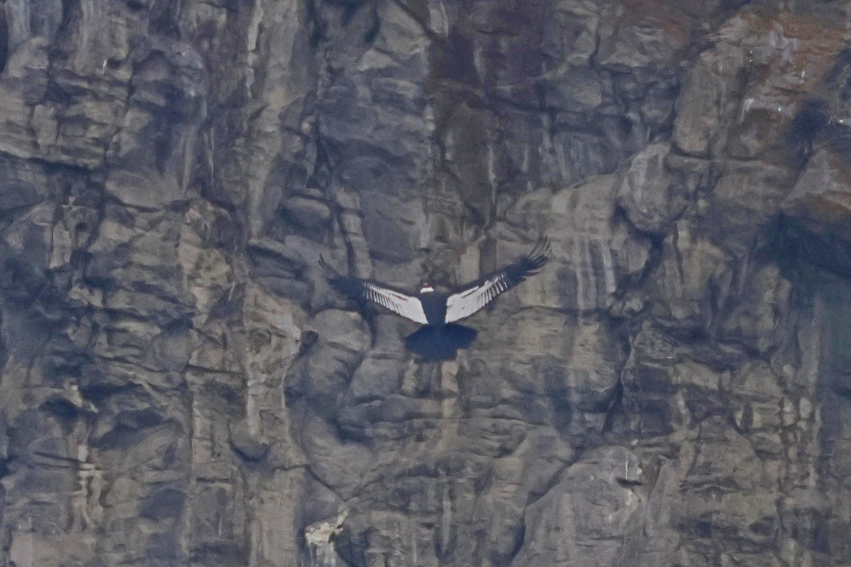 Andean Condor - Lyle Hamilton
