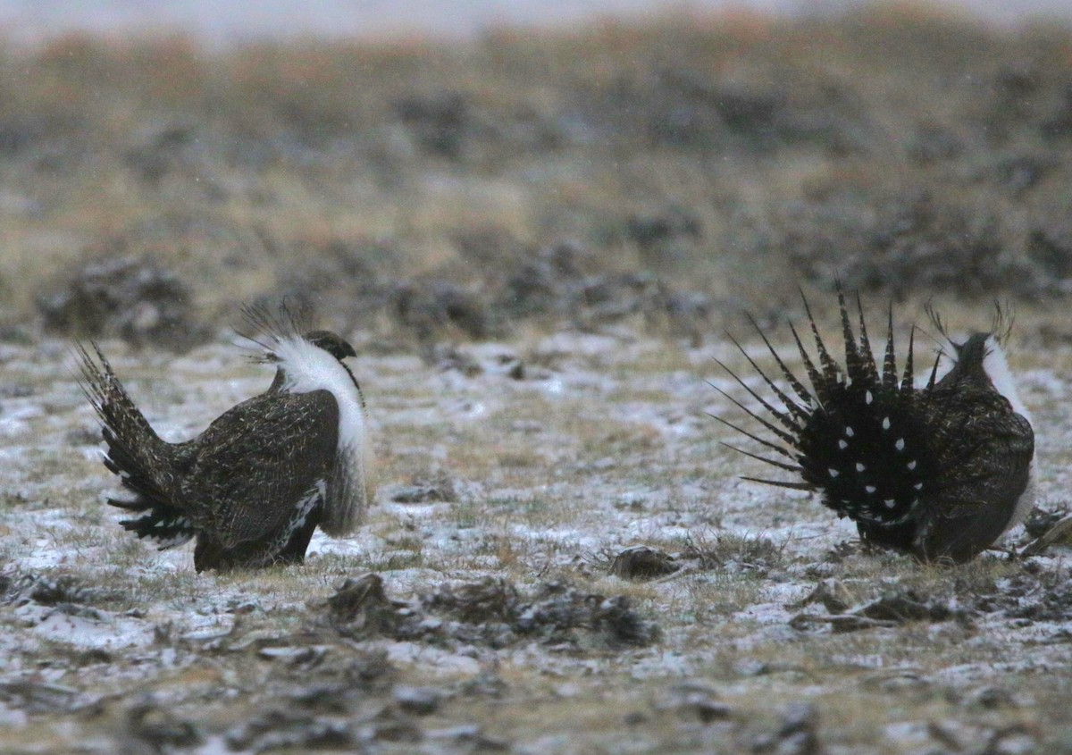 Greater Sage-Grouse - ML616126541