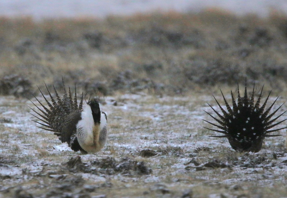 Greater Sage-Grouse - ML616126548