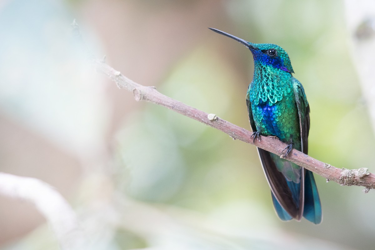 kolibřík modrolící - ML616126550