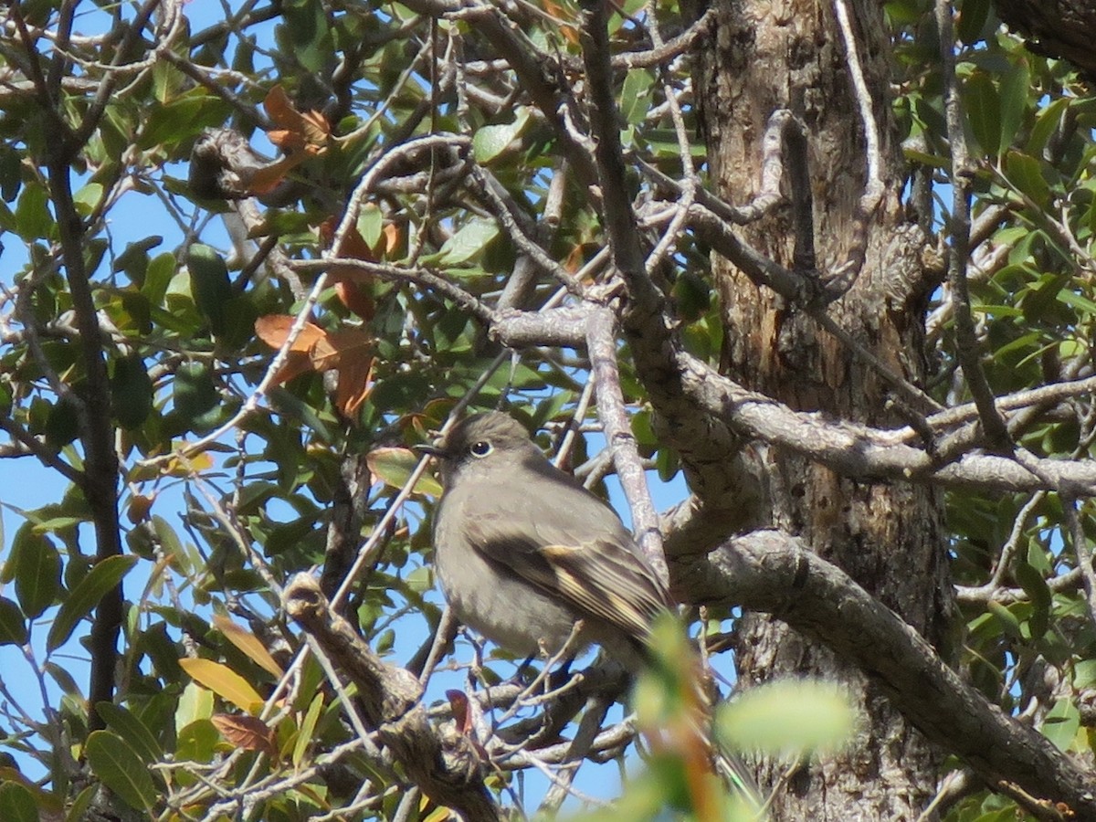 Townsend's Solitaire - ML616126583