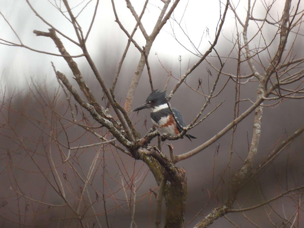 Belted Kingfisher - ML616126584