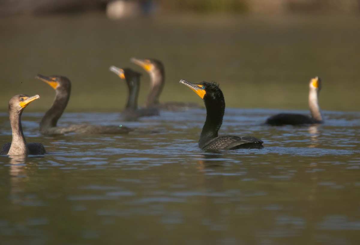 Double-crested Cormorant - Dale Reynolds