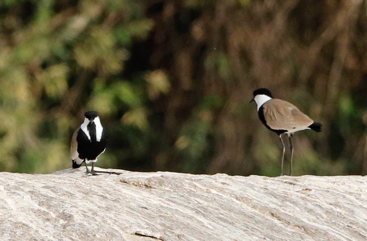 Spur-winged Lapwing - ML616126806