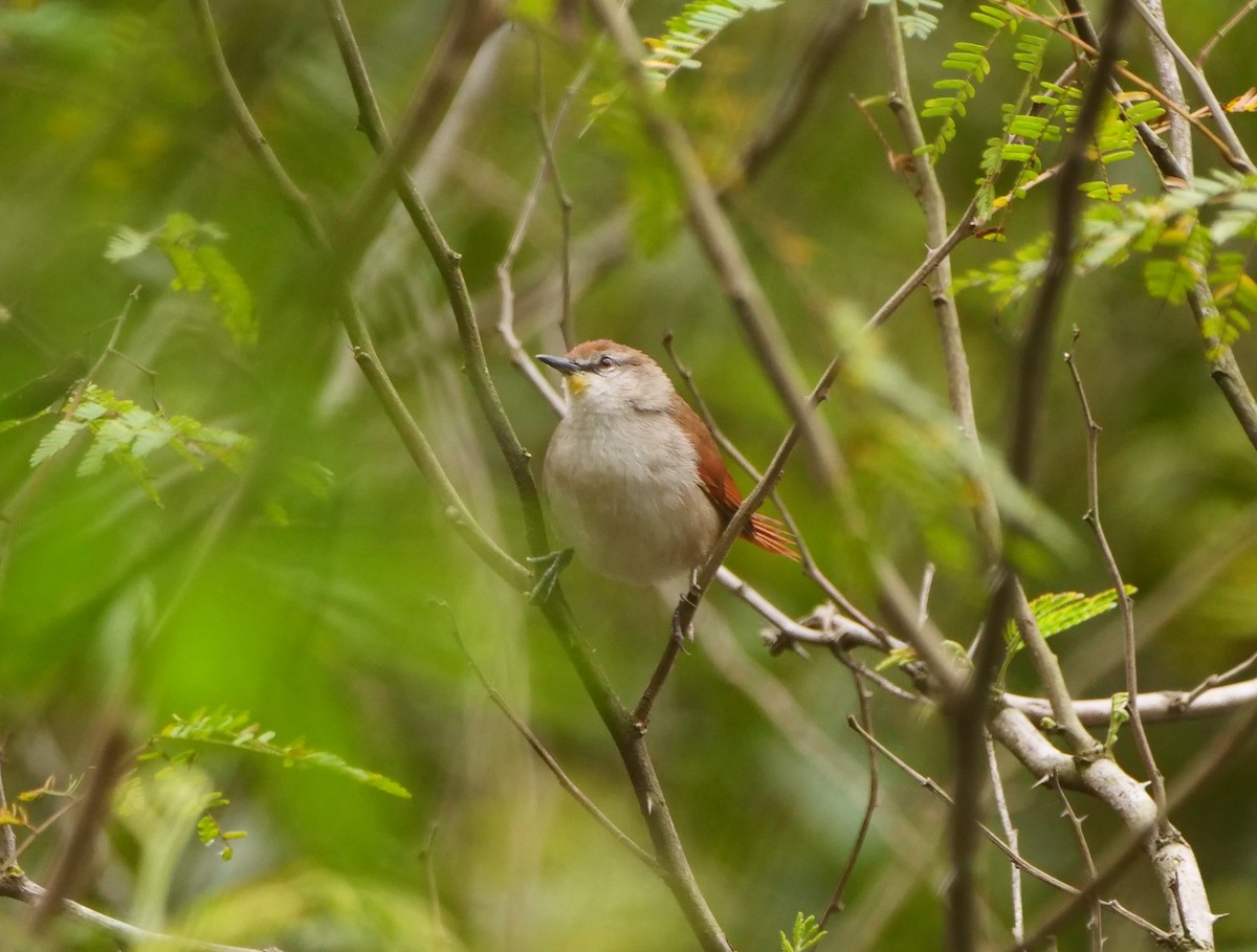 Yellow-chinned Spinetail - ML616126855