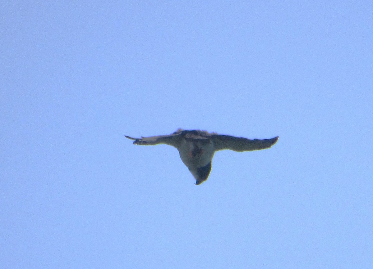 Short-tailed Hawk - Ricardo Lau