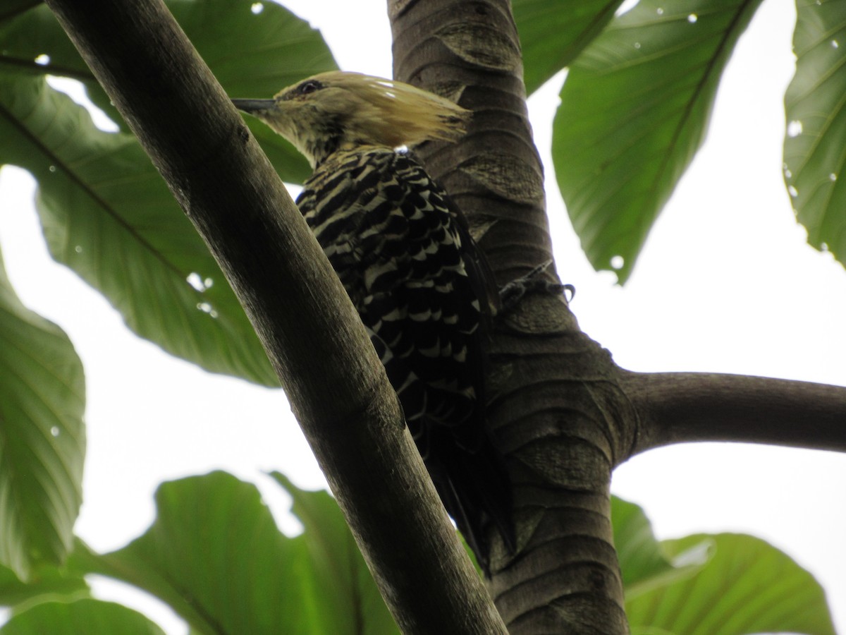 Blond-crested Woodpecker - Ricardo Lau