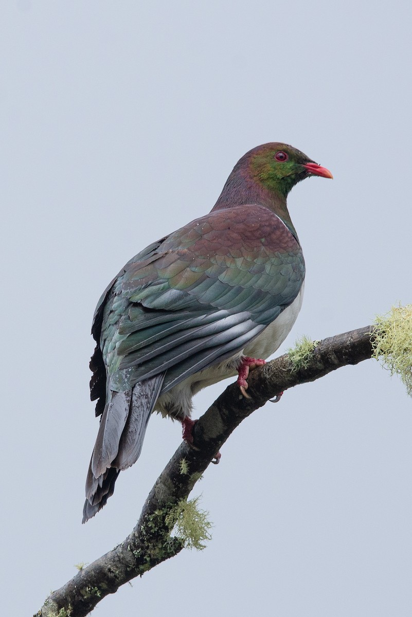New Zealand Pigeon - ML616127338