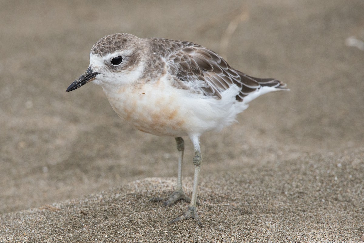 Red-breasted Dotterel - ML616127474