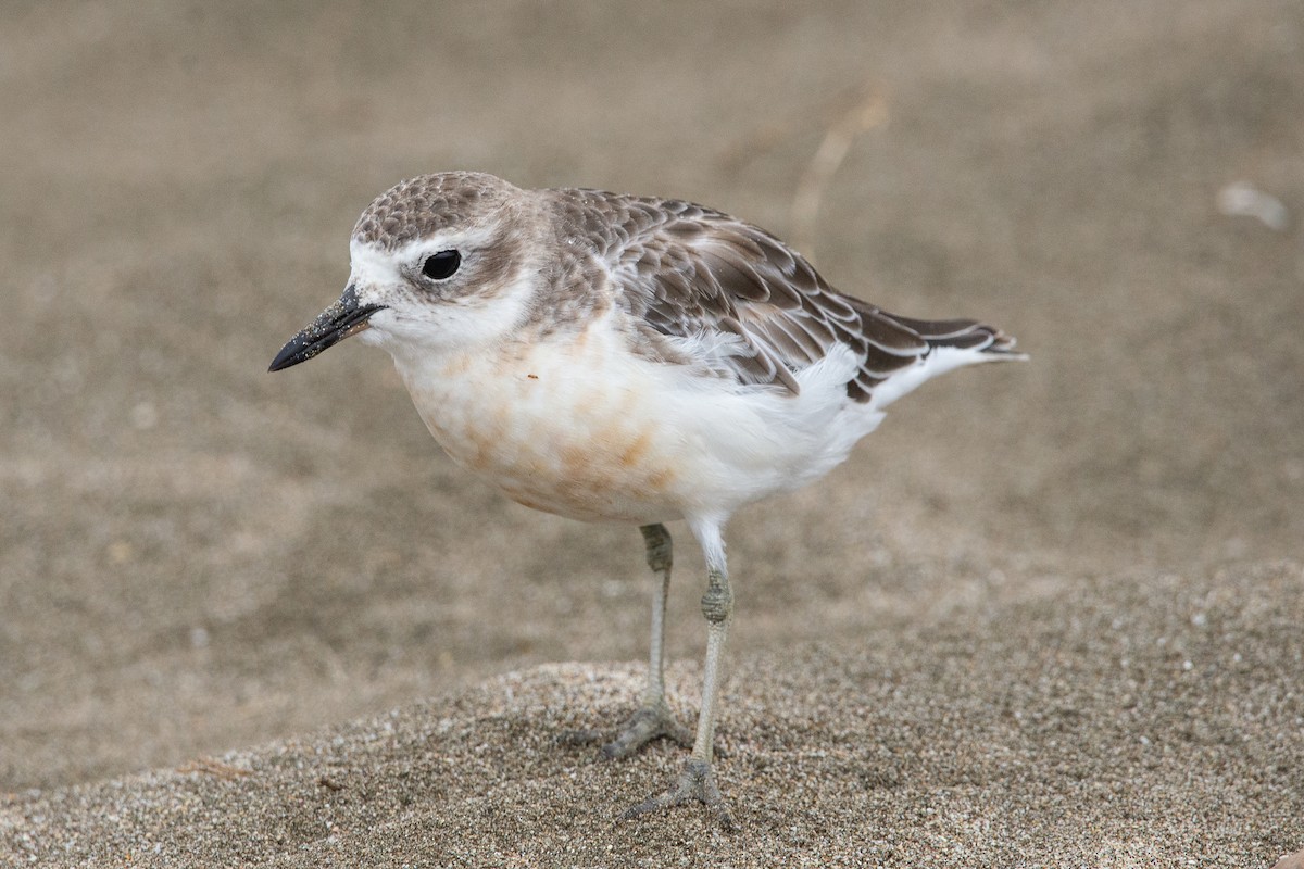 Red-breasted Dotterel - ML616127475
