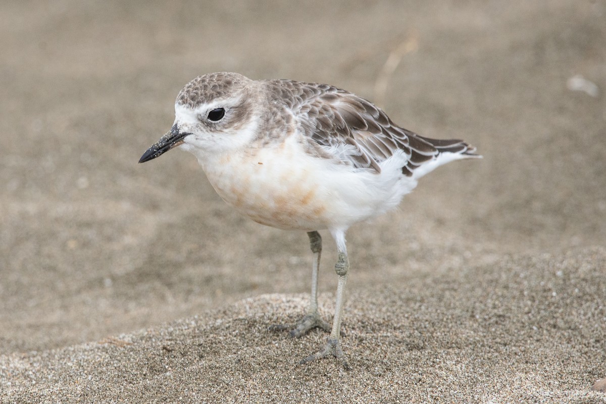 Red-breasted Dotterel - ML616127476