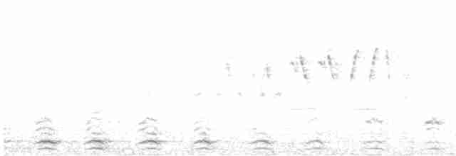 環頸潛鴨 - ML616127507