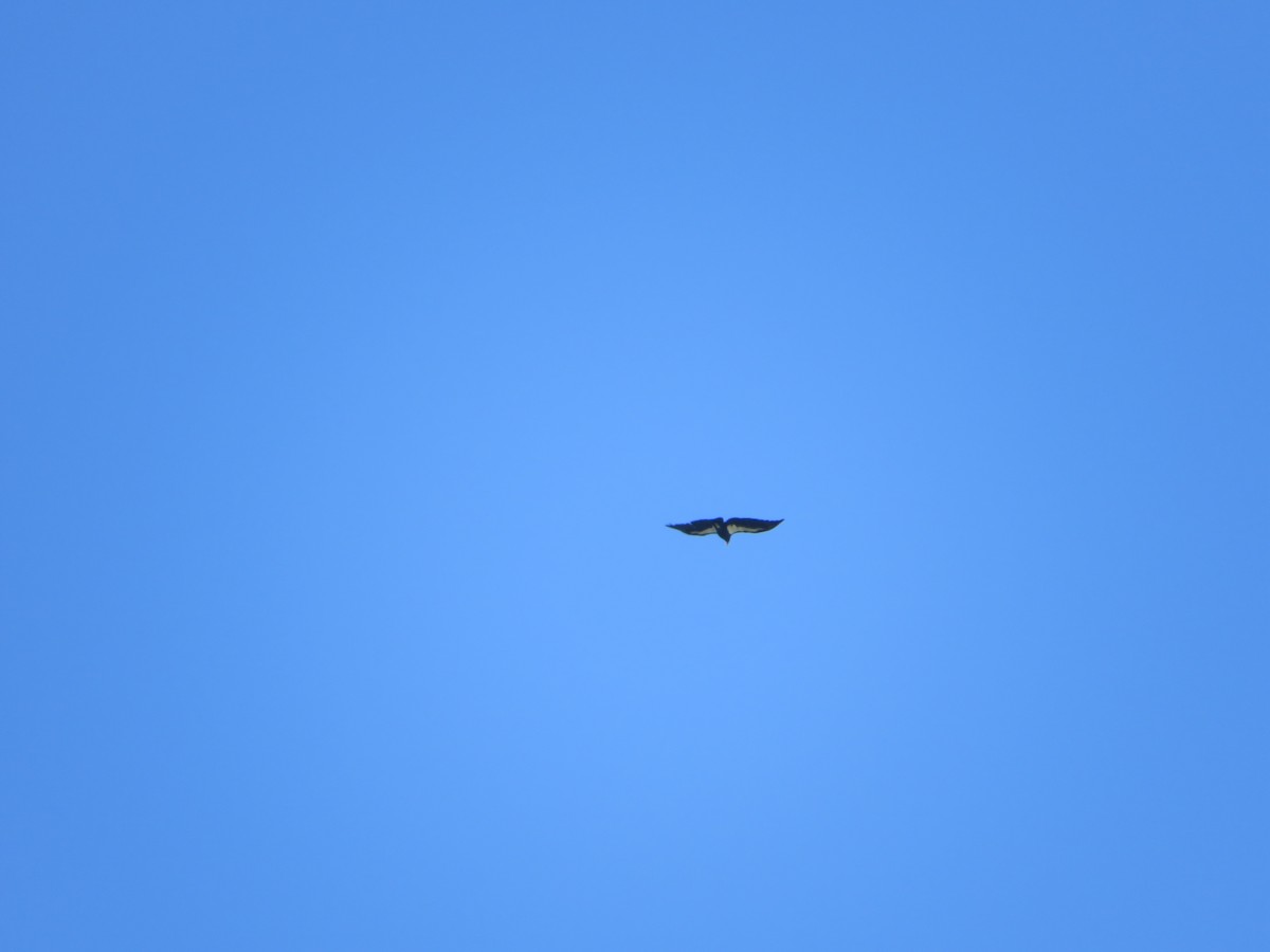 California Condor - ML616127616